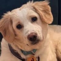 Mallow sucht seine Familie, Hund zur Adoption