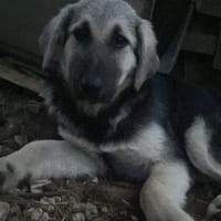 Zuhause gesucht für Suki, Hündin zur Adoption