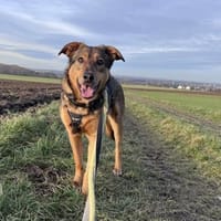 Sanfte Seele Jessy sucht ihre Familie, Hündin zur Adoption