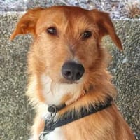 Quaglia - auf PS im Saarland, Hündin zur Adoption