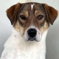 Sia sucht Menschen mit Hundeverstand, Hündin zur Adoption