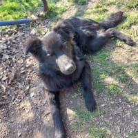 BAKU - geb.ca. 04/2022 - Schäferhund Mix, Hund zur Adoption