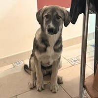 ARLO - braucht Sicherheit, Hund zur Adoption