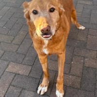 Menschenbezogener Lapa, Hund zur Adoption