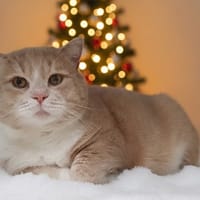 POMPON CHA, chat à adopter