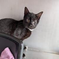 HAKA, chat à adopter