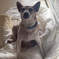 BELLA PAA24097, chienne à adopter