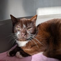 TIKI, chat à adopter