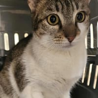 KAMOULA, chatte à adopter