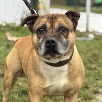 STAFY, chien à adopter