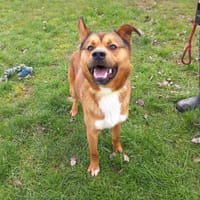 Michel, chien à adopter