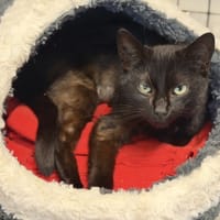 SAUGE, chatte à adopter