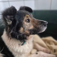 Sacha, chien à adopter