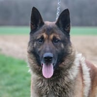 BLACK HAA24726, chien à adopter