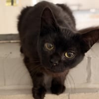 CALINE, chatte à adopter