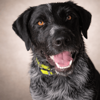 HARLEM, chien à adopter