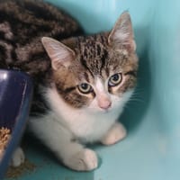 CHARLOTTE, chat à adopter