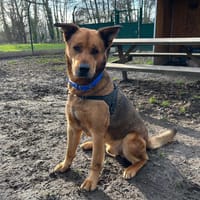 SKOOBY, chien à adopter