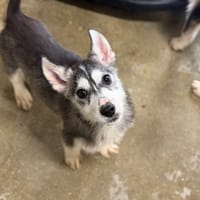 SCOOBY VAA, chien à adopter