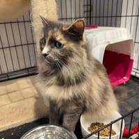 PECHE, chatte à adopter