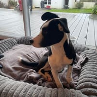 bugs, chien à adopter