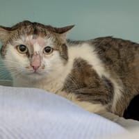 Pomelo, chat à adopter