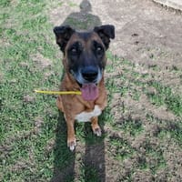 OPHELIA, chienne à adopter