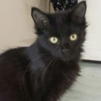 MACDO, chat à adopter