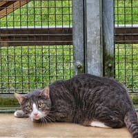 MEMPHIS, chat à adopter