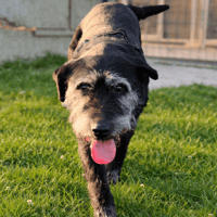 LIBERTY, chienne à adopter