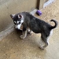 SAMMY VAA, chien à adopter