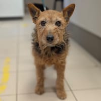 LOLA, chienne à adopter