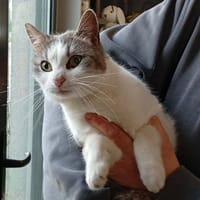 MINETTA, chatte à adopter