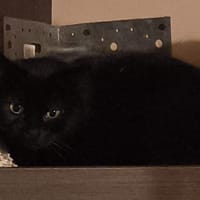 CACHOU, chatte à adopter