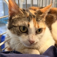 CANELLE, chatte à adopter