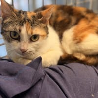 CANELLE, chatte à adopter