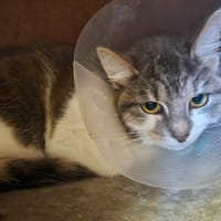 MINION, chatte à adopter