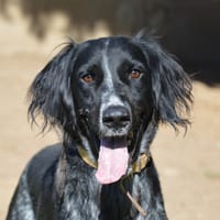 TOURNESOL HAA24723, chien à adopter