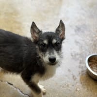 VERA VAA, chienne à adopter