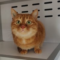 Mimi, chatte à adopter