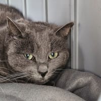 ARSOUILLE, chatte à adopter