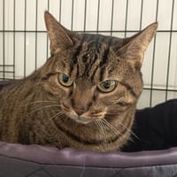 RANIA C, chatte à adopter