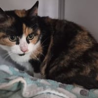 AMBRE, chatte à adopter