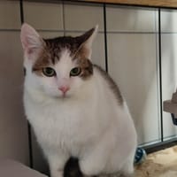 LU QCT, chat à adopter