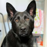 AÏKO, chien à adopter