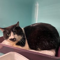 ARCALYS, chat à adopter