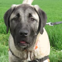 HARRY, chien à adopter