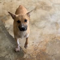 DAPHNE VAA, chienne à adopter