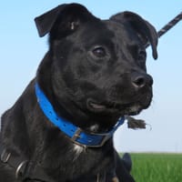 SMITH, chien à adopter