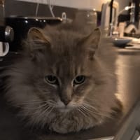 SIMBA, chat à adopter